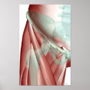 Suche nach körperteil poster Arztplakate