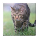 Suche nach graue katze fliesen Haustier
