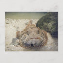 Suche nach sea life postkarten Fisch
