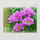Suche nach rosa sterne postkarten Blume