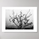 Suche nach dornen poster Blume