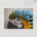 Suche nach macaw visitenkarten Haustiere