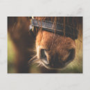 Suche nach horses postkarten Reiter
