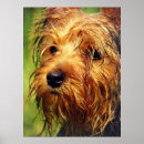 Suche nach gesichter poster Hund