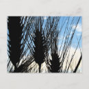 Suche nach weizen postkarten Bauernhof