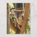 Suche nach niedlicher koala poster Wild