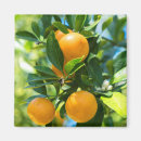 Suche nach zitrusfrucht magnete Blüten