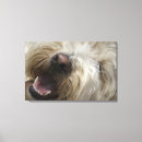 Suche nach sorglos poster Haustiere