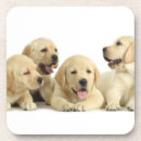 Suche nach labrador retriever untersetzer Tiere