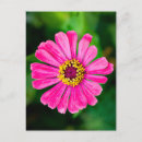 Suche nach zinnia blume postkarten Natur