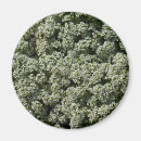 Suche nach weiße blüte magnete Blume