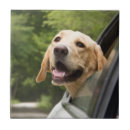 Suche nach labrador fliesen Haustier