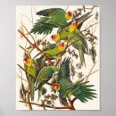 Suche nach love birds poster Natur