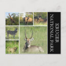 Suche nach kruger nationalpark postkarten Krüger