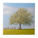 Suche nach kirschbaum fliesen Natur