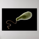 Suche nach organismen poster Gesundheitswesen