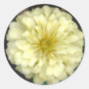 Suche nach zinnia aufkleber Weiß