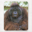 Suche nach orang utan mousepads Primat