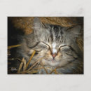 Suche nach wildkatze postkarten Winter