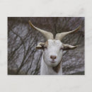 Suche nach goat postkarten Weiß