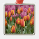 Suche nach holland ornamente Tulpe