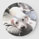 Suche nach labrador welpe wanduhren Süß