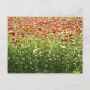 Suche nach blumenfelder postkarten Natur
