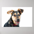 Suche nach hündchen poster Süß
