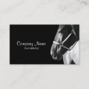Suche nach warmblood Foto