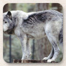 Suche nach leute untersetzer Wolf
