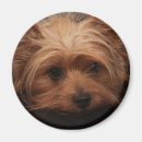Suche nach yorkie magnete Hunde