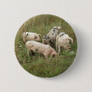 Suche nach schwein buttons Haustiere