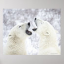 Suche nach bears poster Animal