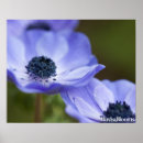 Suche nach anemonen poster Blume