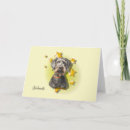 Suche nach schnoodle karten Hund