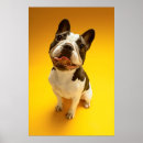 Suche nach bulldoggen poster Haustier