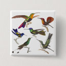 Suche nach kolibris buttons Vogel