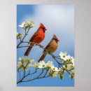 Suche nach roter kardinal poster Tierwelt