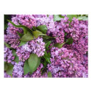 Suche nach malvenfarbenen poster Blume