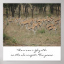 Suche nach thomson poster Gazelle