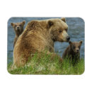 Suche nach babybär magnete Wilde tiere