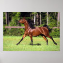 Suche nach 2 pferde poster Foto