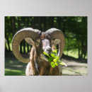 Suche nach wilde ziege poster Natur