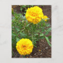 Suche nach marigold postkarten Fotografie