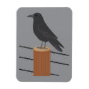 Suche nach rabe magnete Amsel