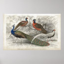 Suche nach fasan poster Natur