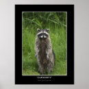 Suche nach waschbären poster Natur