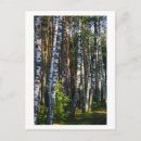 Suche nach birken postkarten Wald