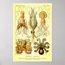 Suche nach haeckel poster Illustrationen