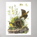 Suche nach audobon poster Vogel
